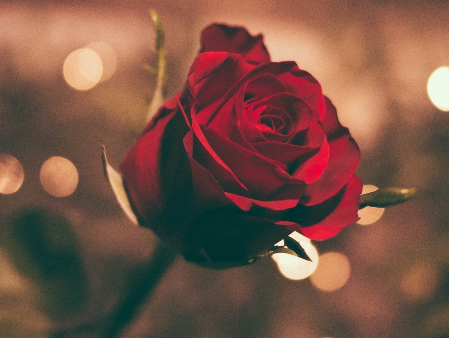 A selection of Rose skincare products to enhance your wellbeing - Sabina Motasem