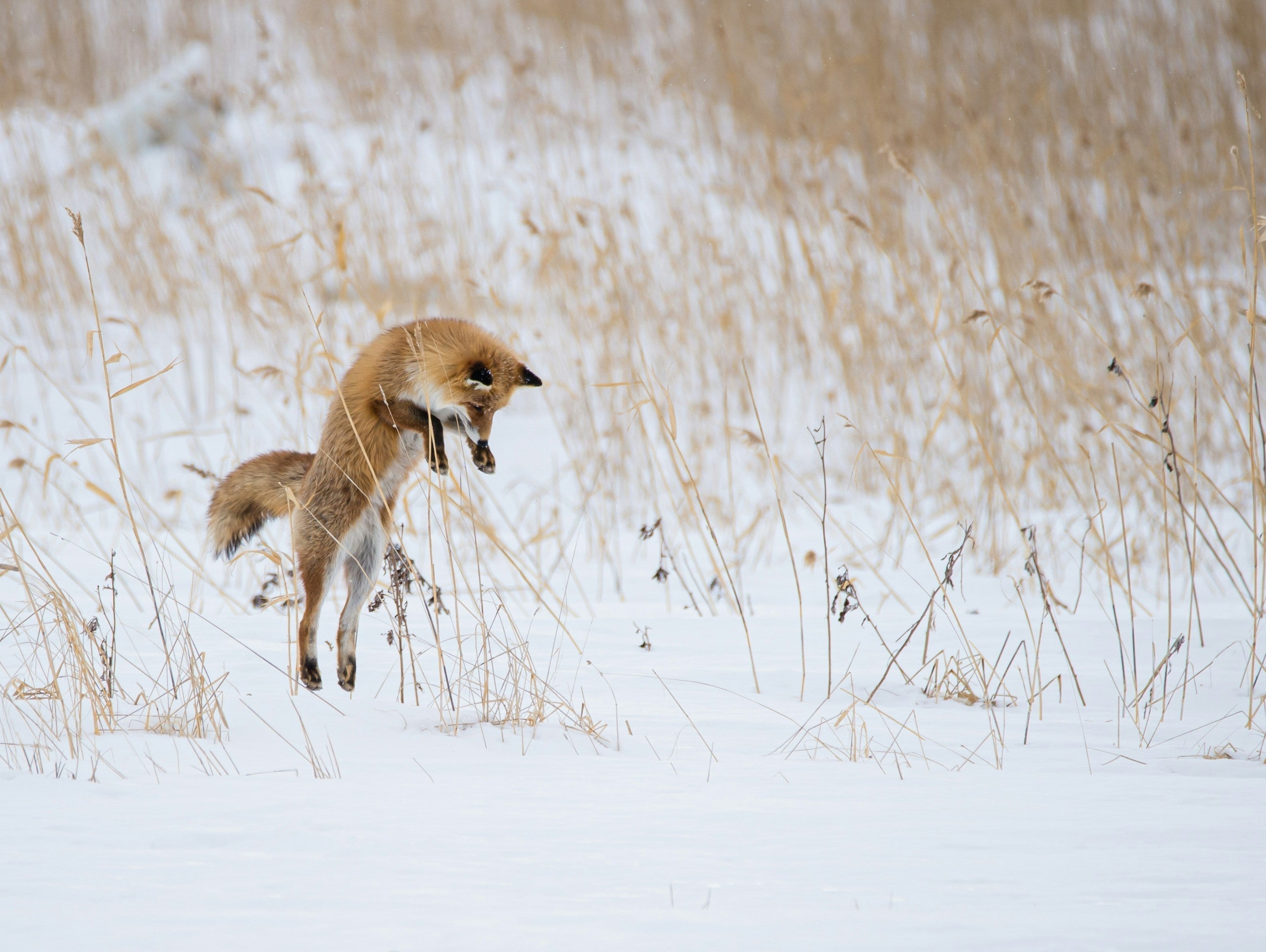Fur free forever