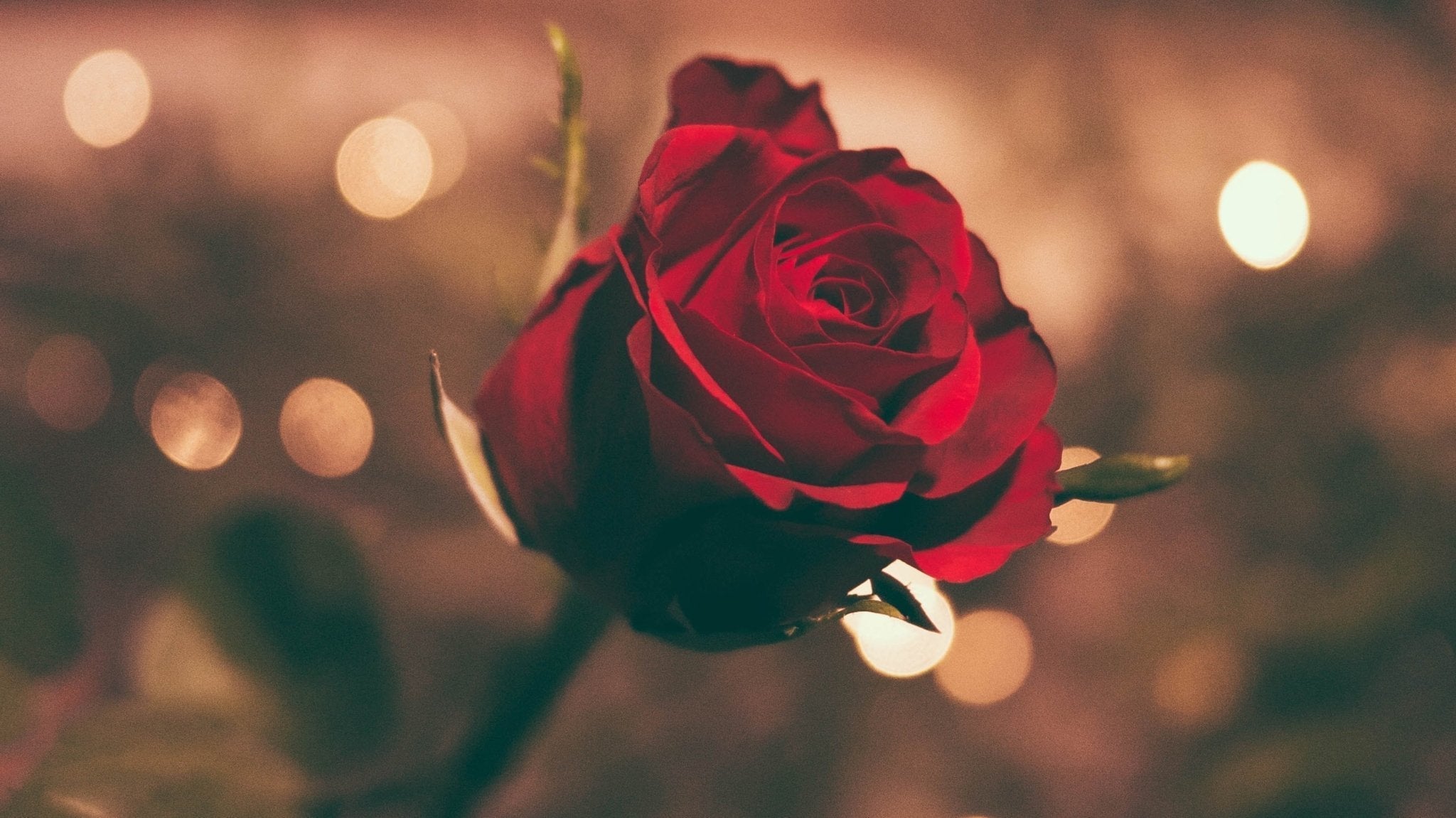 A selection of Rose skincare products to enhance your wellbeing - Sabina Motasem