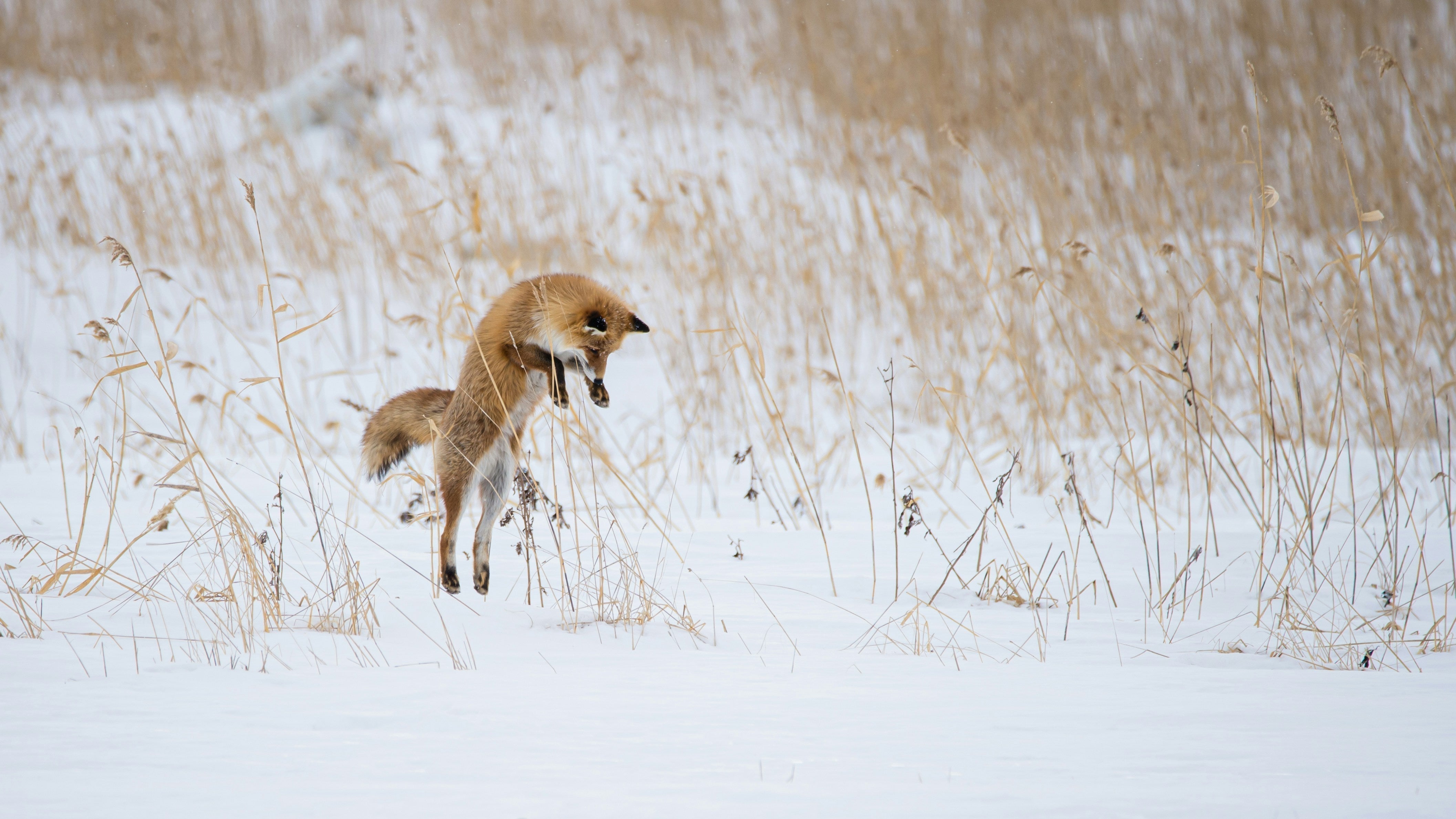Fur free forever